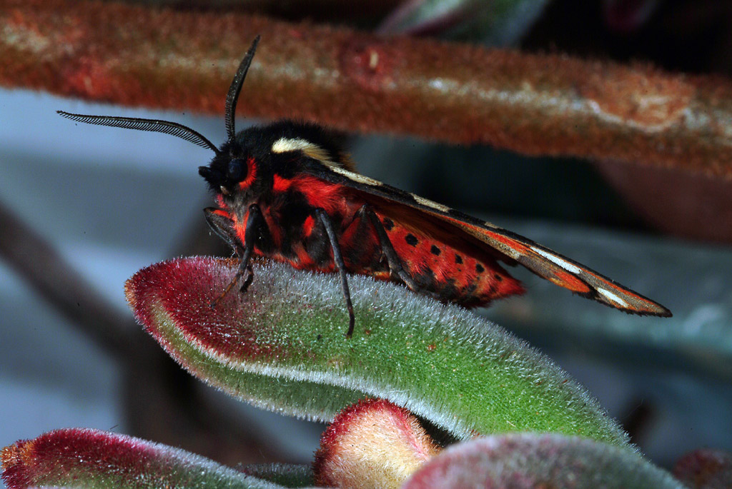 Falena sp - Arctia villica